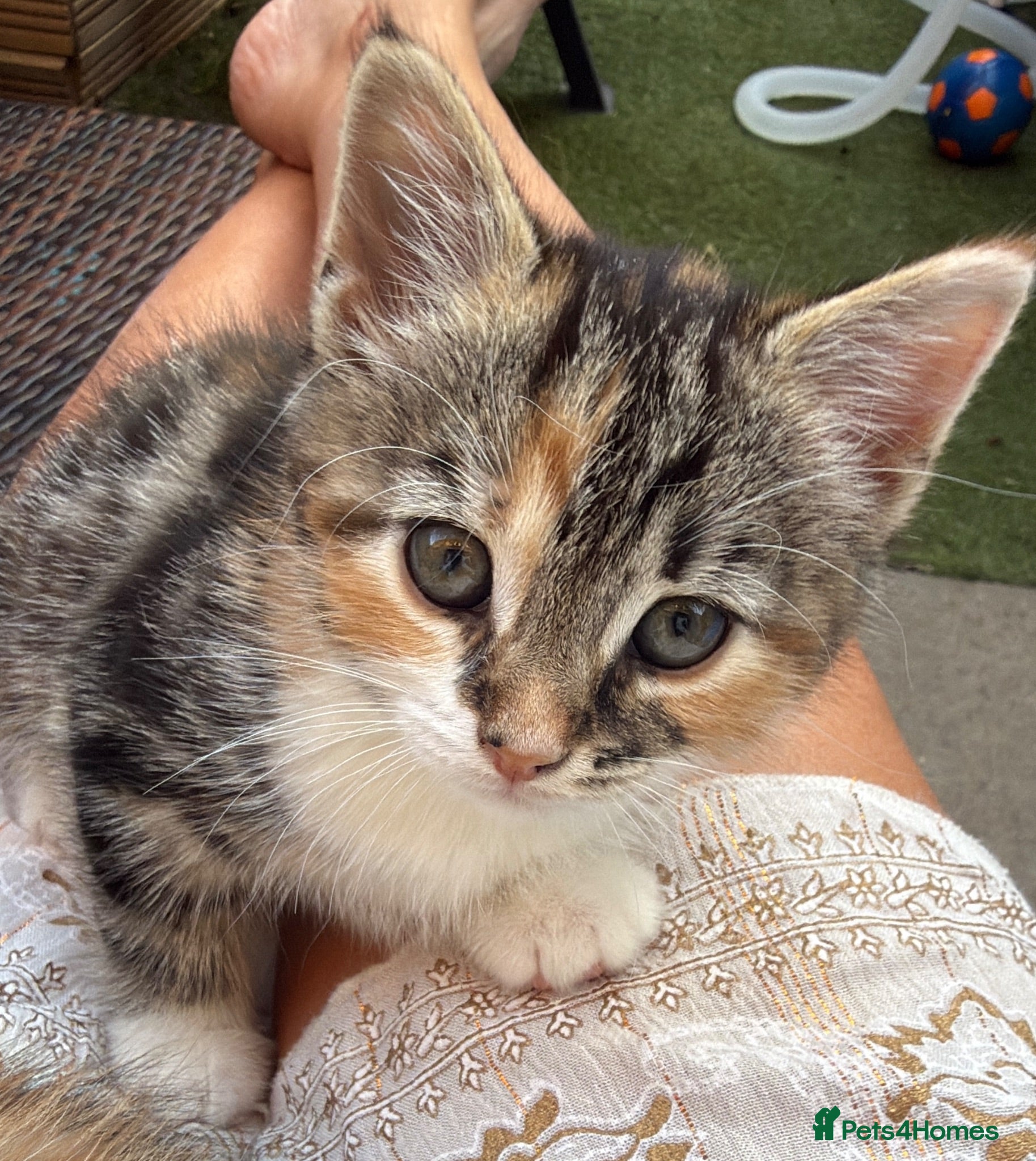 Mixed Breed cats Calico Kittens for sale  - Advert 4