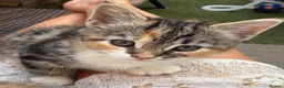 Mixed Breed cats for sale: Calico Kittens for sale  in London - Advert 1