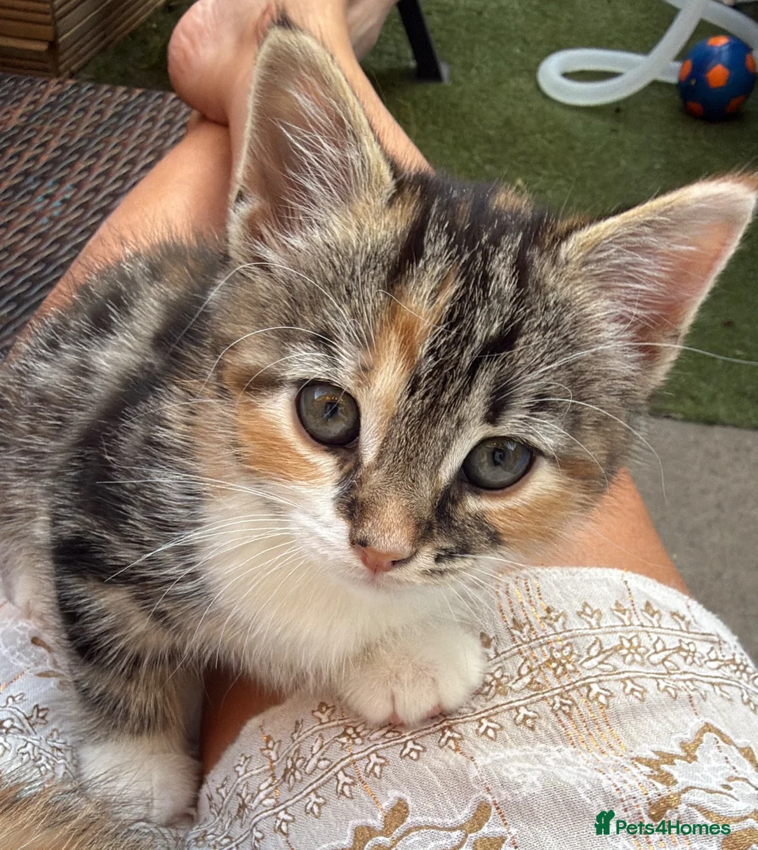 Mixed Breed cats for sale: Calico Kittens for sale  in London - Advert 1