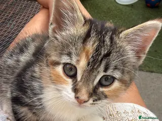 Mixed Breed cats Calico Kittens for sale - Advert 4