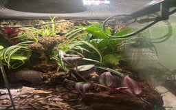 Frog reptiles for sale: 3x Blue Foot Dendrobates Leucomelas  - Image 4