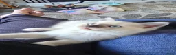 Mixed Breed cats for sale: Two male ragdoll mix kittens - Advert 7