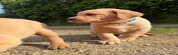 Labrador Retriever dogs for sale: KCcGorgeous Labrador Puppies  - Advert 8
