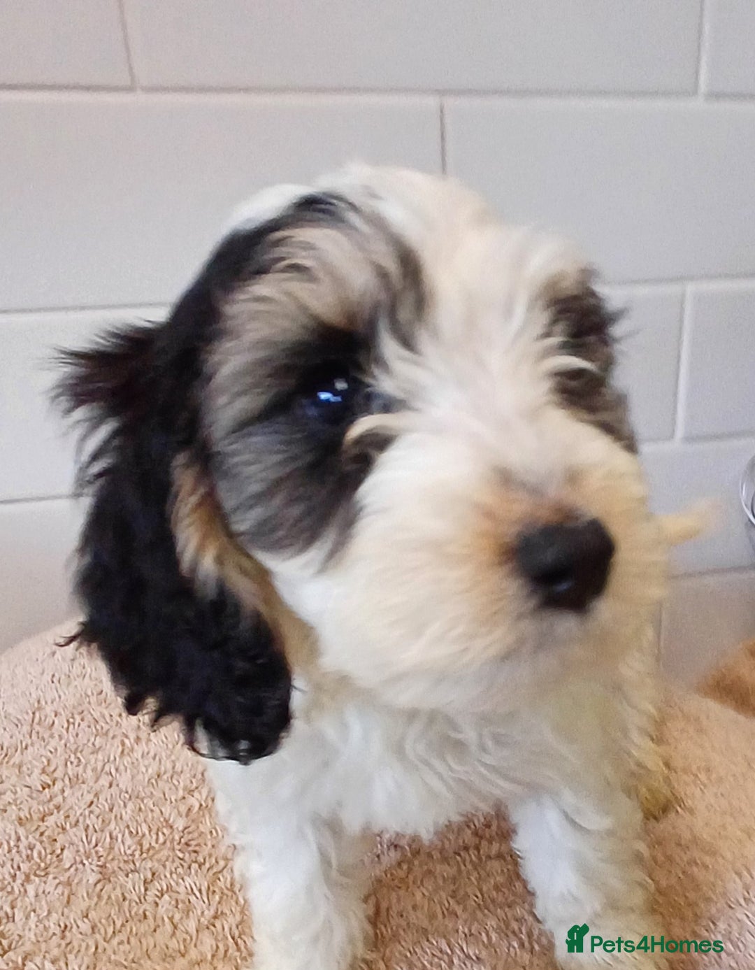 Cockapoo dogs for sale: COCKAPOOS F1b ready to go - Image 4