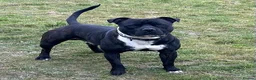 Staffordshire Bull Terrier dogs for stud: Male Staffordshire bull terrier 2 years old in Oswestry - Advert 13