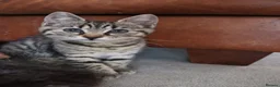 Mixed Breed cats for sale: 2 Male kittens Siamese Tabby mix in Hastings - Advert 7