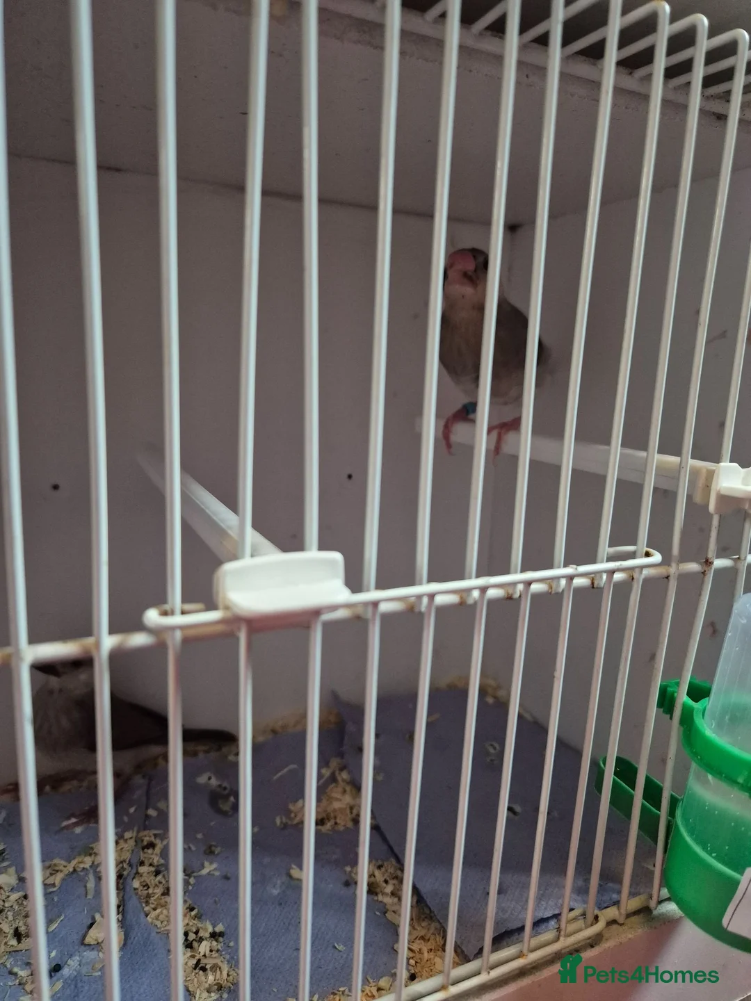 Finches birds for sale: Java Finches - Advert 5