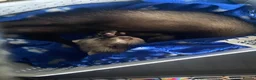 Ferret rodents for sale: Hob and cage - Advert 1