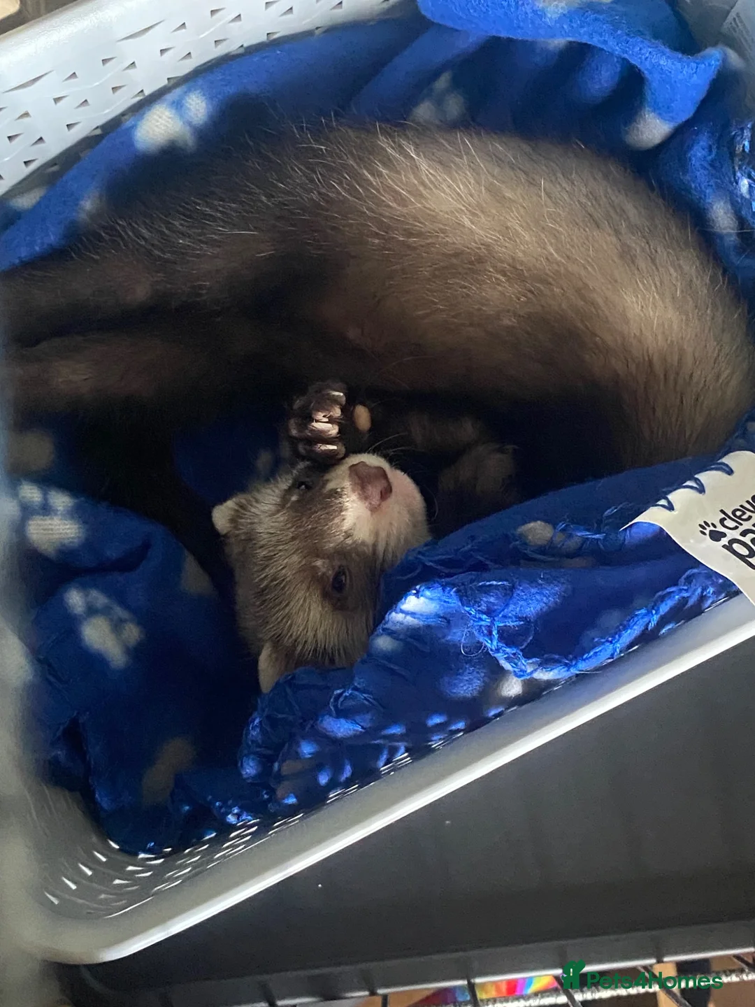 Ferret rodents for sale: Hob and cage - Advert 1