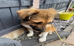 Mixed Breed dogs for adoption: Flo would love a new home 🙏 - Image 6