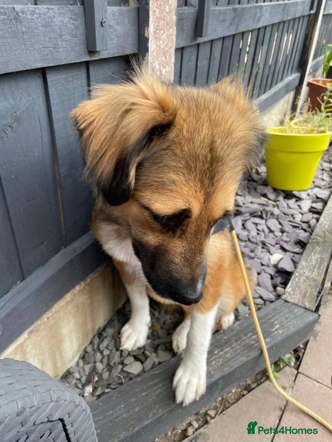Mixed Breed dogs for adoption: Flo would love a new home 🙏 - Image 6