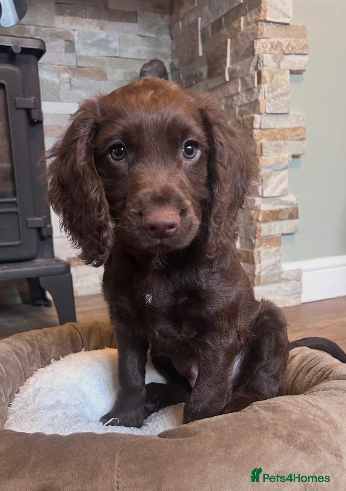 Cocker Spaniel dogs Cocker Boy fully vaccinated  - Advert 10