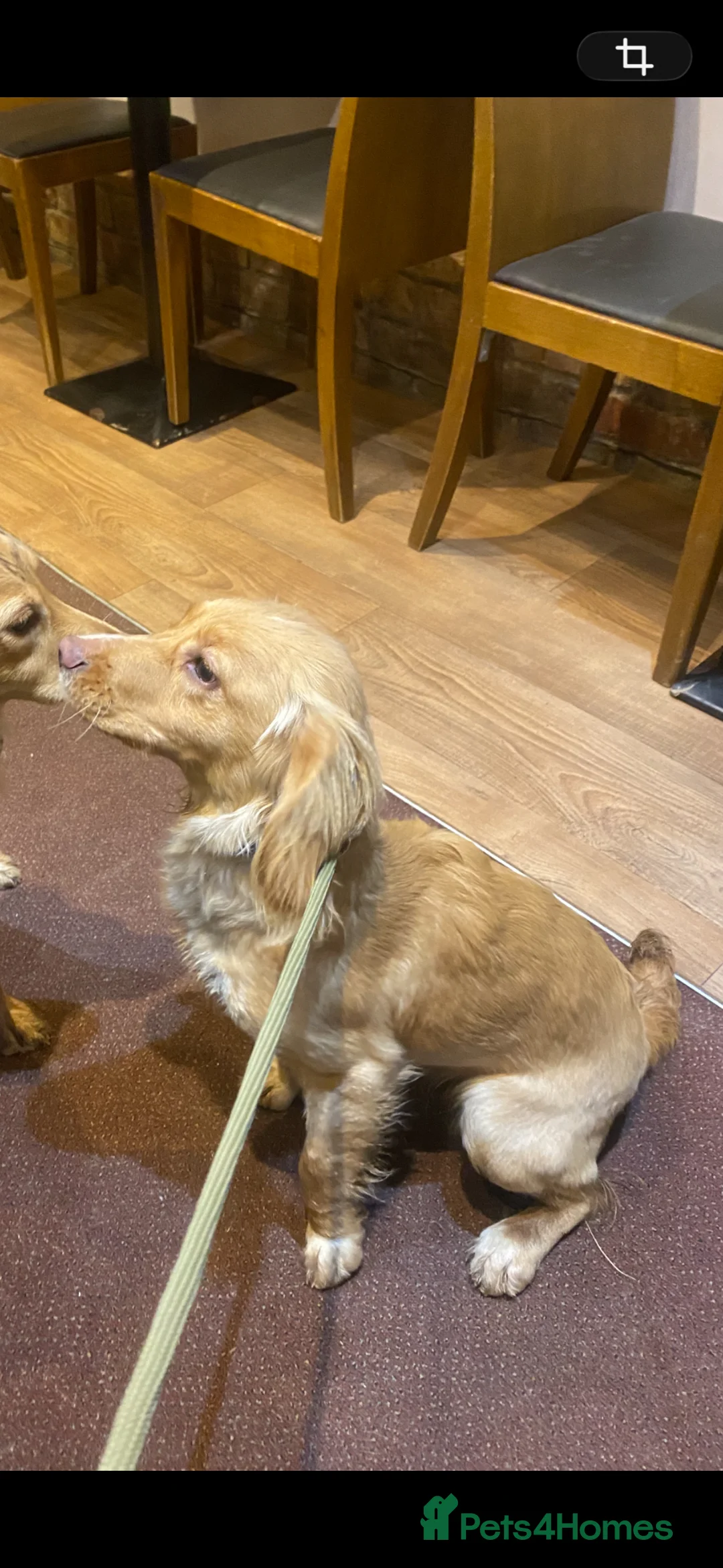 Cocker Spaniel dogs for sale: 11 month old female lemon cocker spaniel - Advert 1