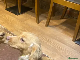 Cocker Spaniel dogs 11 month old female lemon cocker spaniel - Advert 1