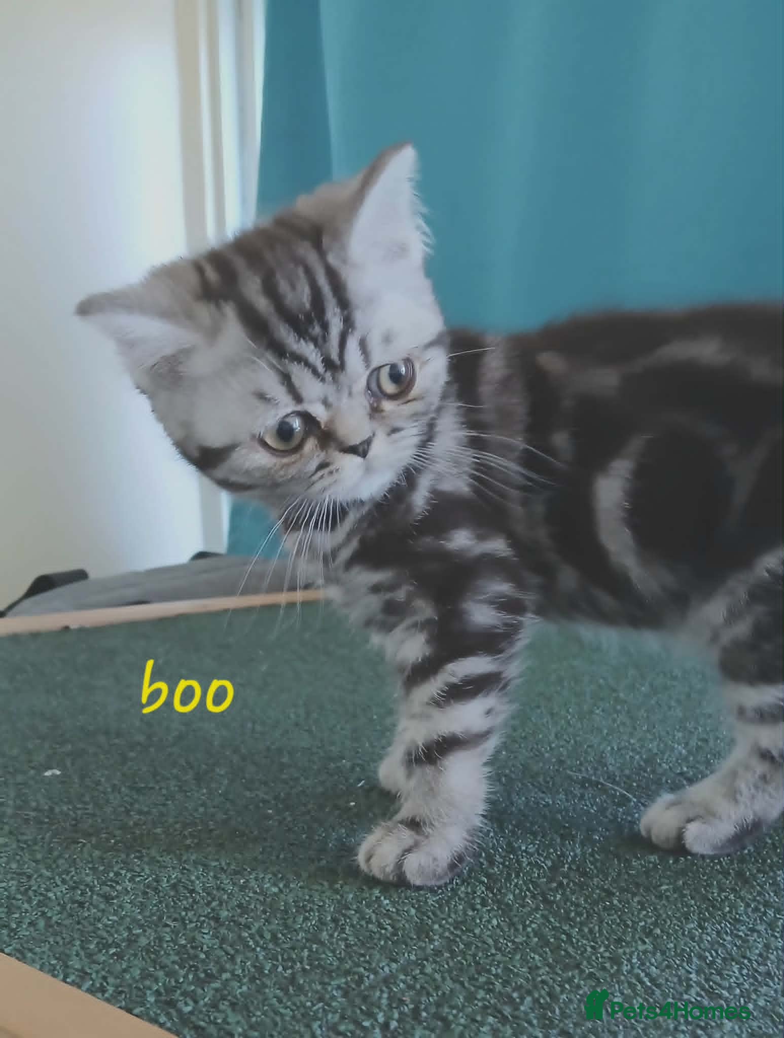 British Shorthair cats for sale: Bsh. Silver Classic Tabby . - Advert 11