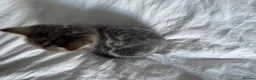 Mixed Breed cats for sale: 4 beautiful Kittens ready too go in 2 weeks  - Advert 4