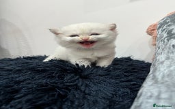 British Shorthair cats for sale: ❤️ White, gold tipped British shorthairs ❤️ in Slough - Image 4