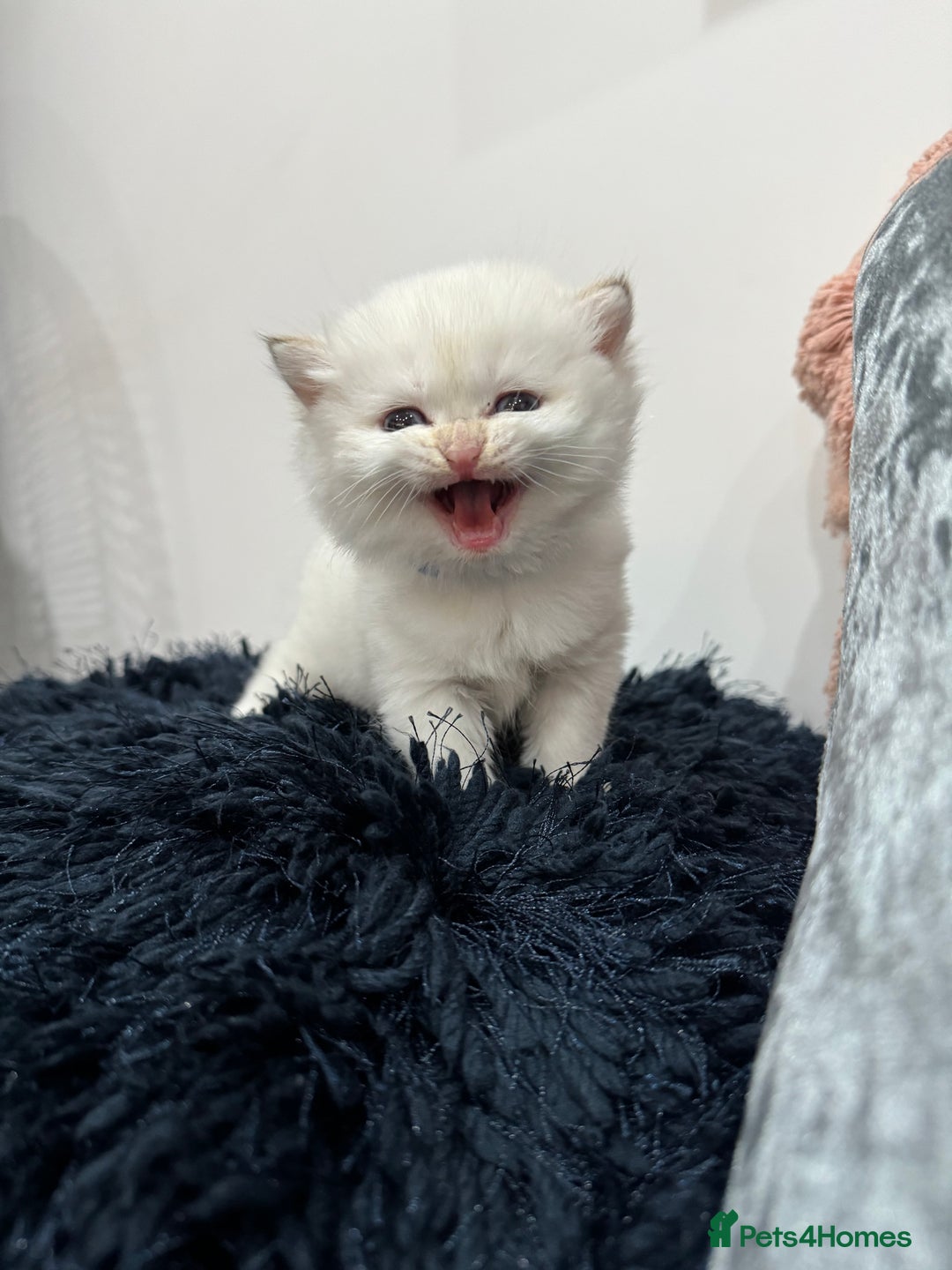British Shorthair cats for sale: ❤️ White, gold tipped British shorthairs ❤️ in Slough - Image 4
