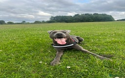 Mixed Breed dogs for sale: Beautiful Blue lab cross  - Image 13