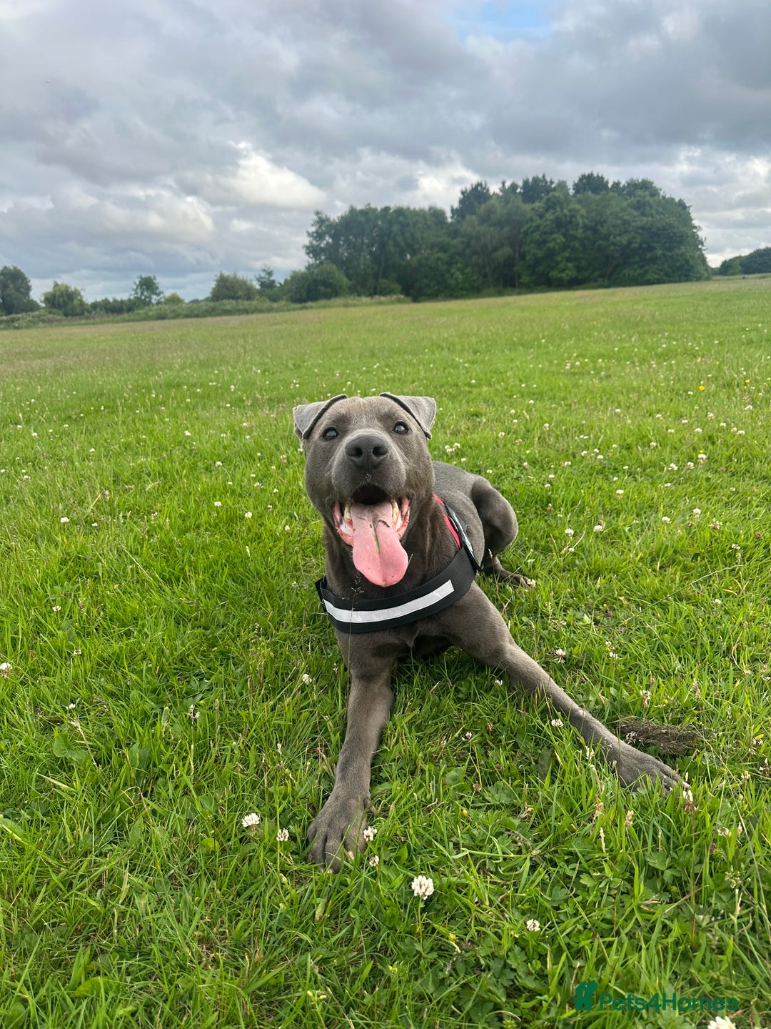 Mixed Breed dogs for sale: Beautiful Blue lab cross  - Image 13