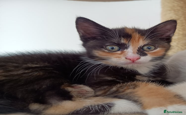 Mixed Breed cats for sale - Advert 1