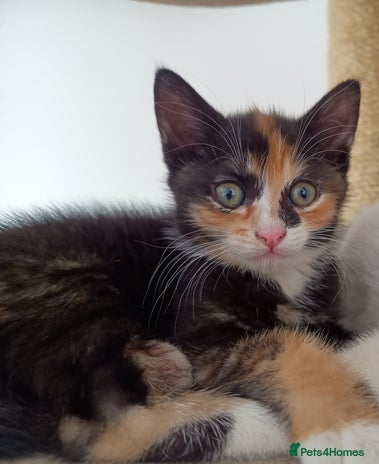 Mixed Breed cats for sale - Advert 1