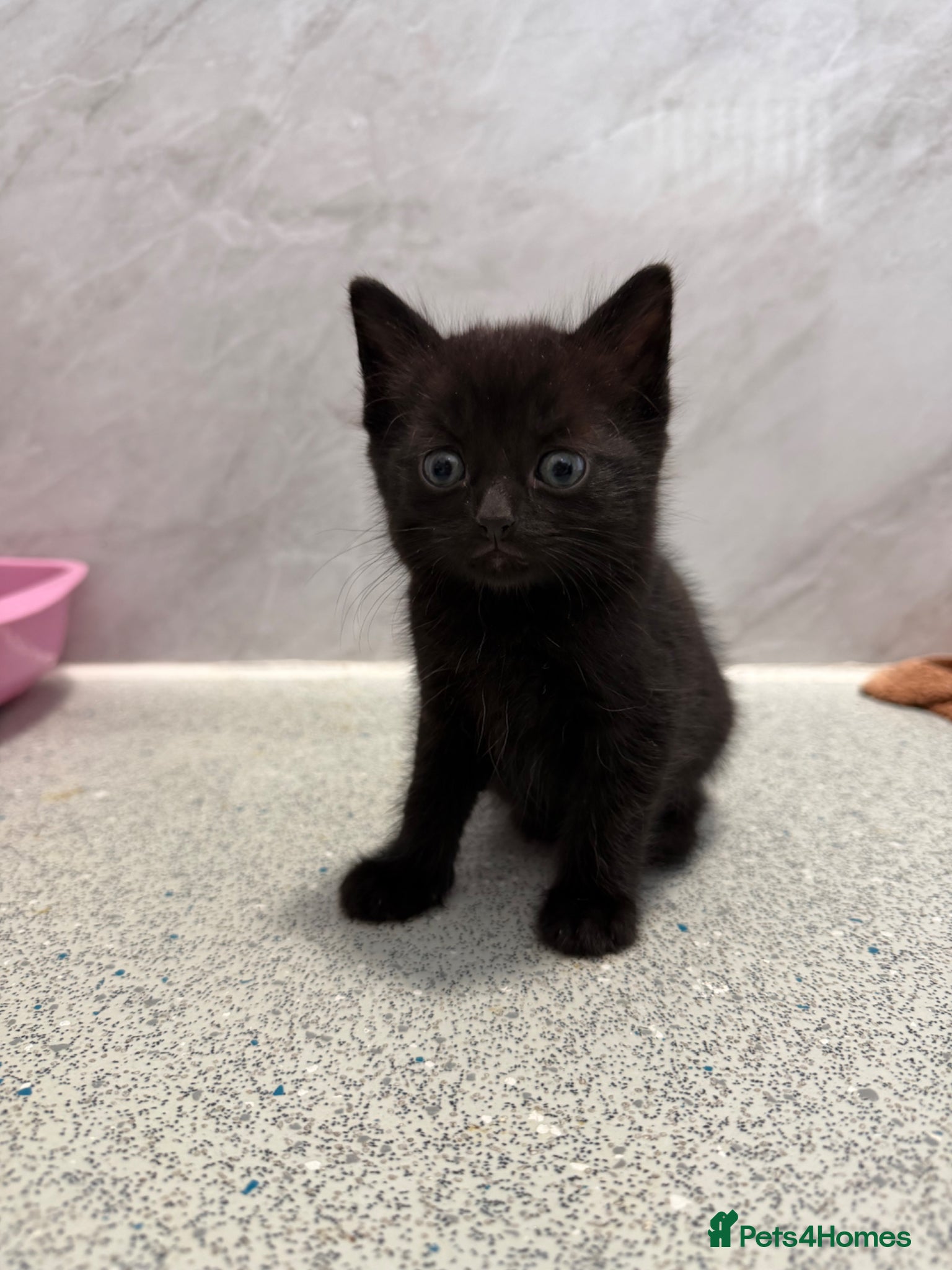 Mixed Breed cats for sale: Male Kittens  - Advert 11