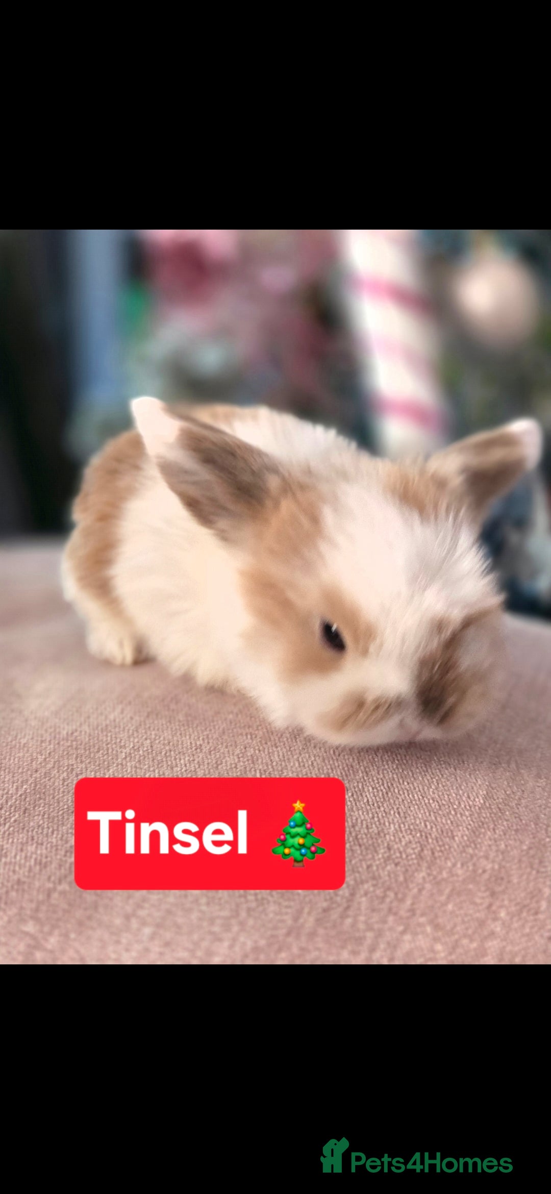 Mini Lop rabbits for sale: 🐰Beautiful baby mini lops 🐰 - Advert 14