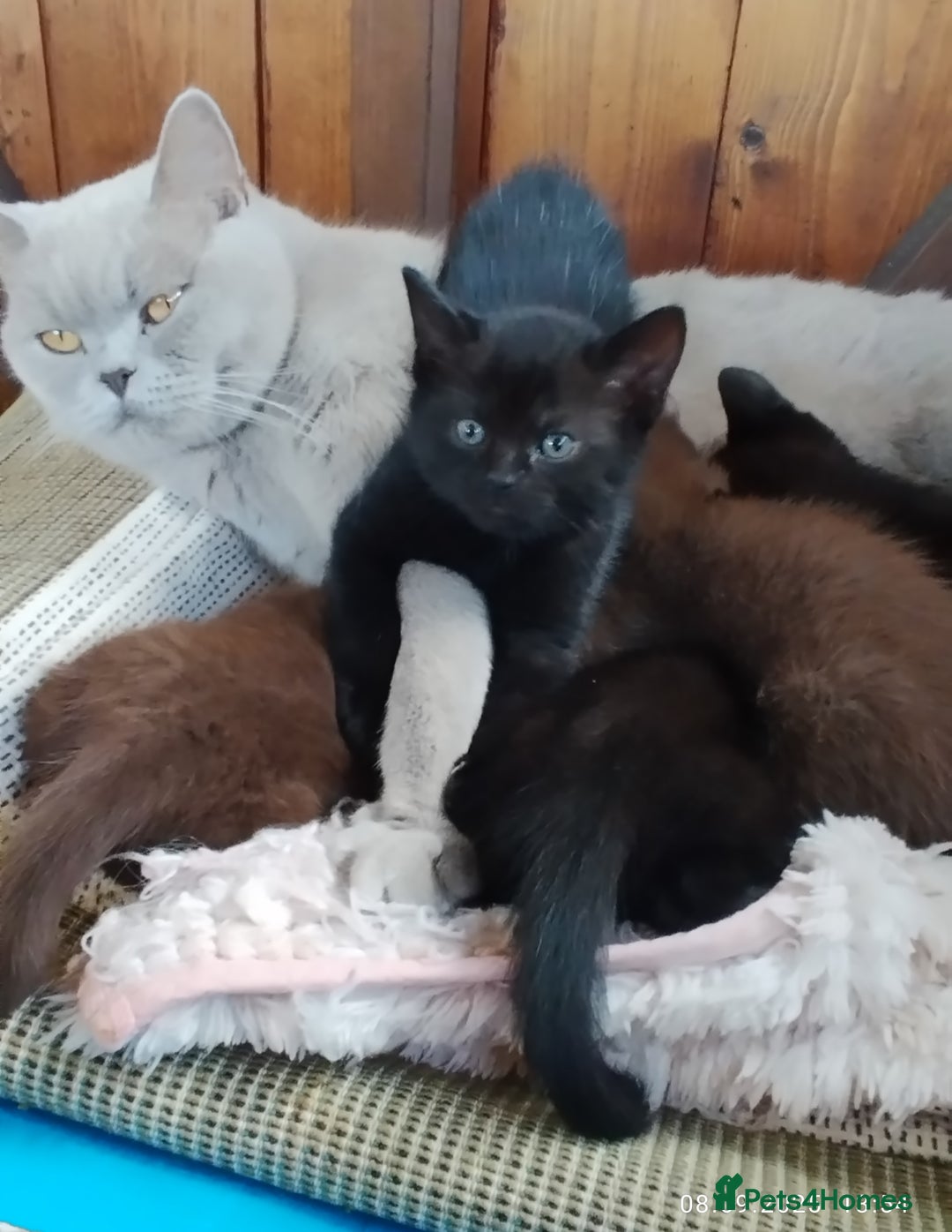 British Shorthair cats for sale: Rare Chocolate & Black Kittens – Ready Now 🐾 - Image 11