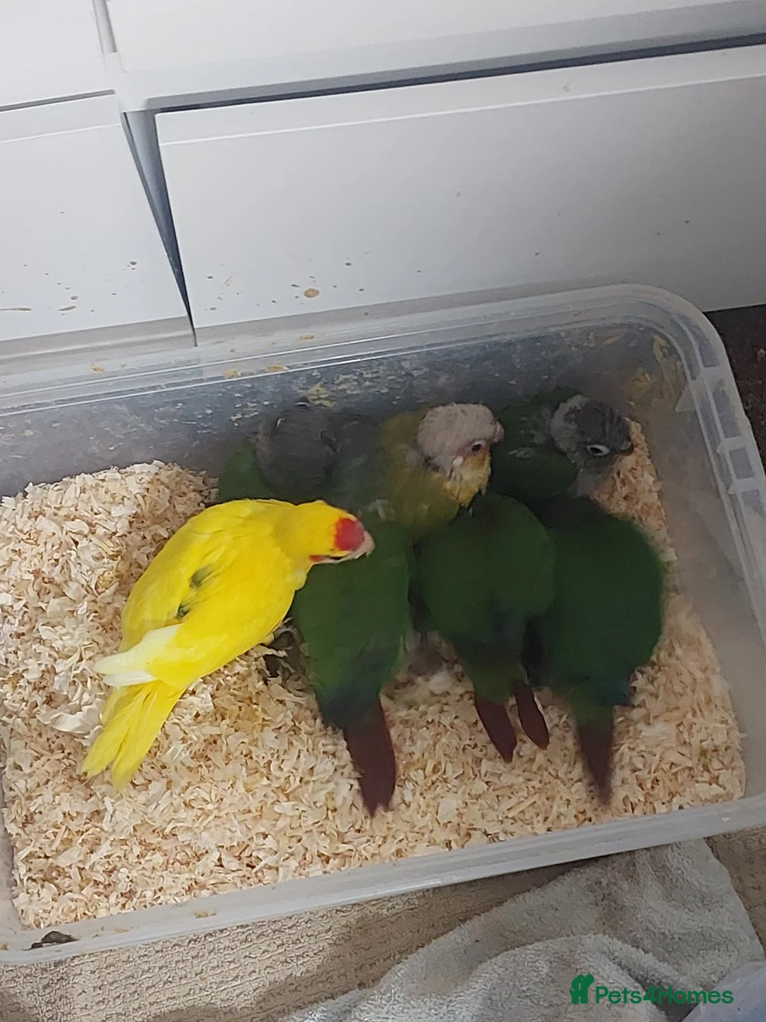 Conures birds for sale: Hand reared super tame conure  - Advert 3
