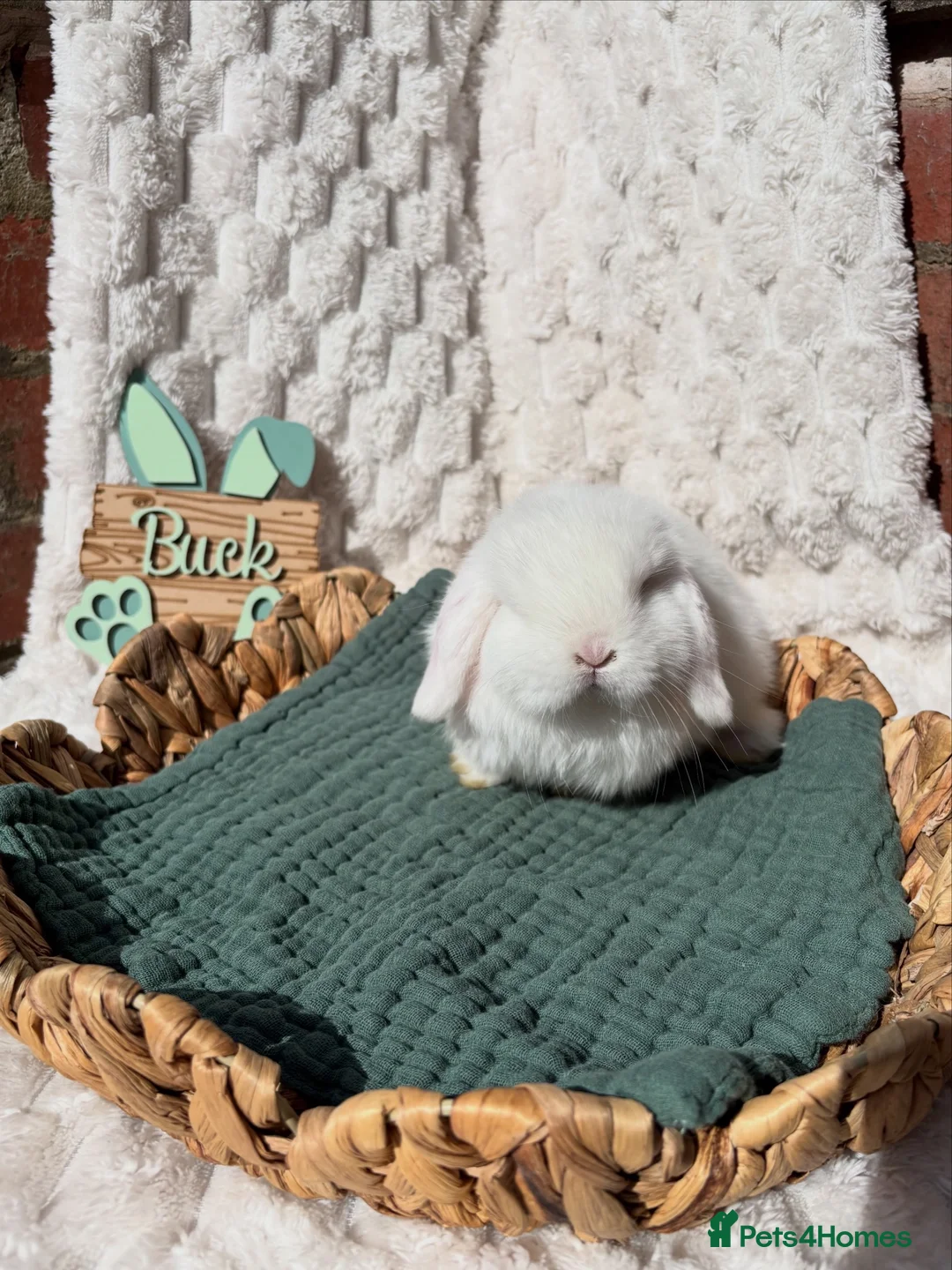 Mini Lop rabbits for sale: Mini Lops  - Advert 1