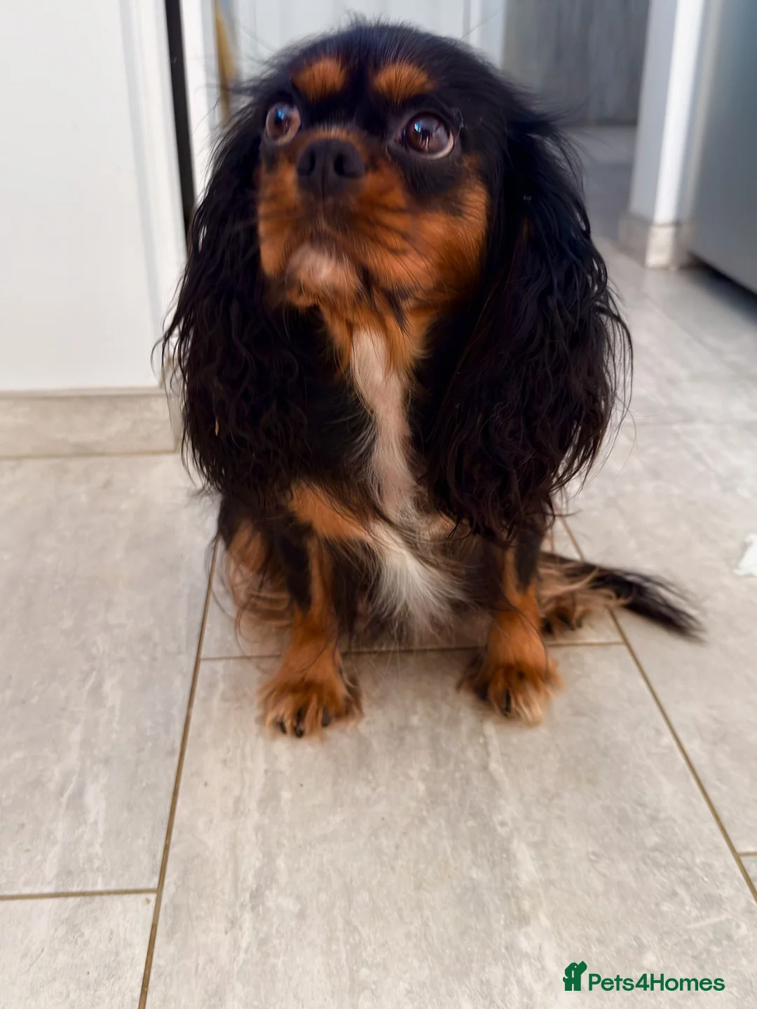 Cavalier King Charles Spaniel dogs for sale: Pedigree Cavalier King Charles Spaniel  - Advert 1