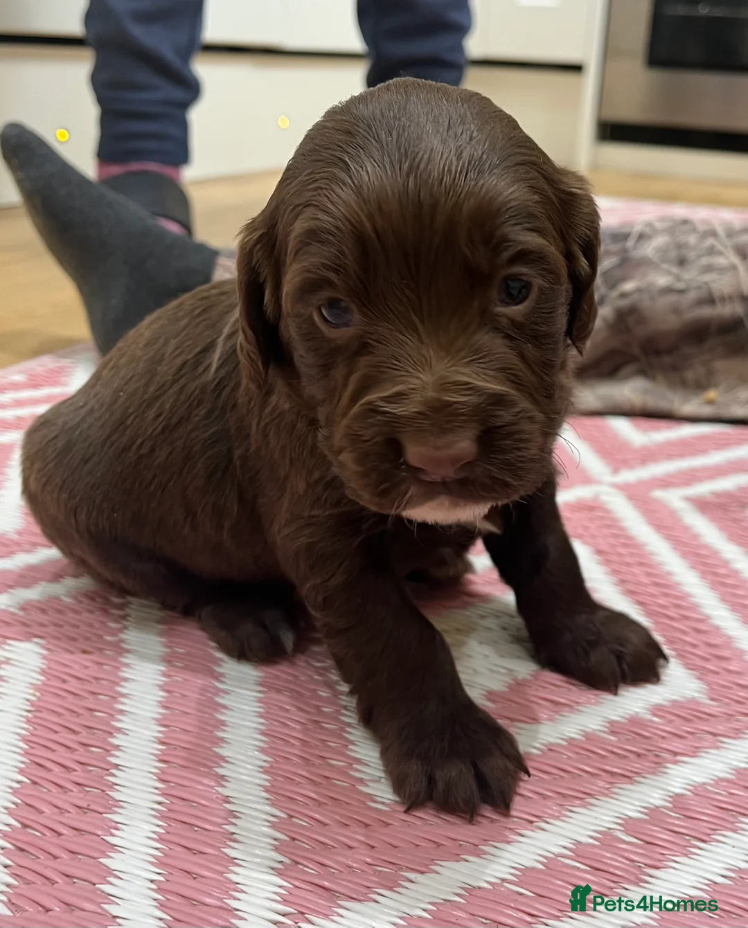 Sprocker dogs for sale: Sprocker puppies for sale  - Advert 5