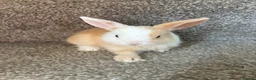 Mixed Breed rabbits for sale: Bunnies for sale - Advert 8