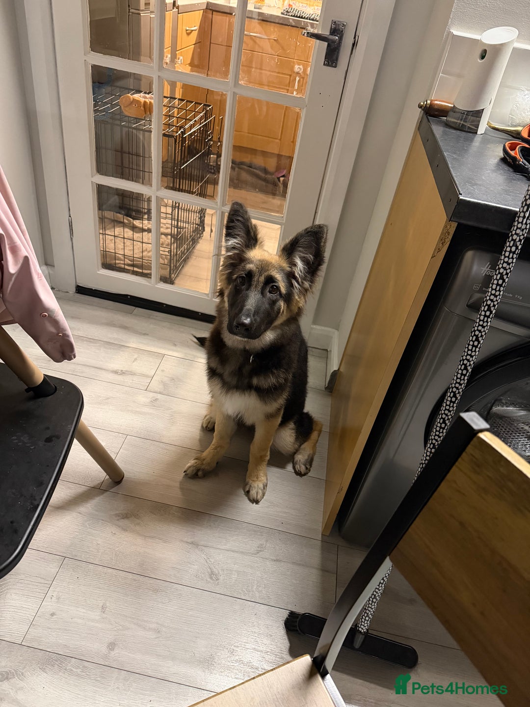 German Shepherd dogs for sale: German shepherd  - Advert 5