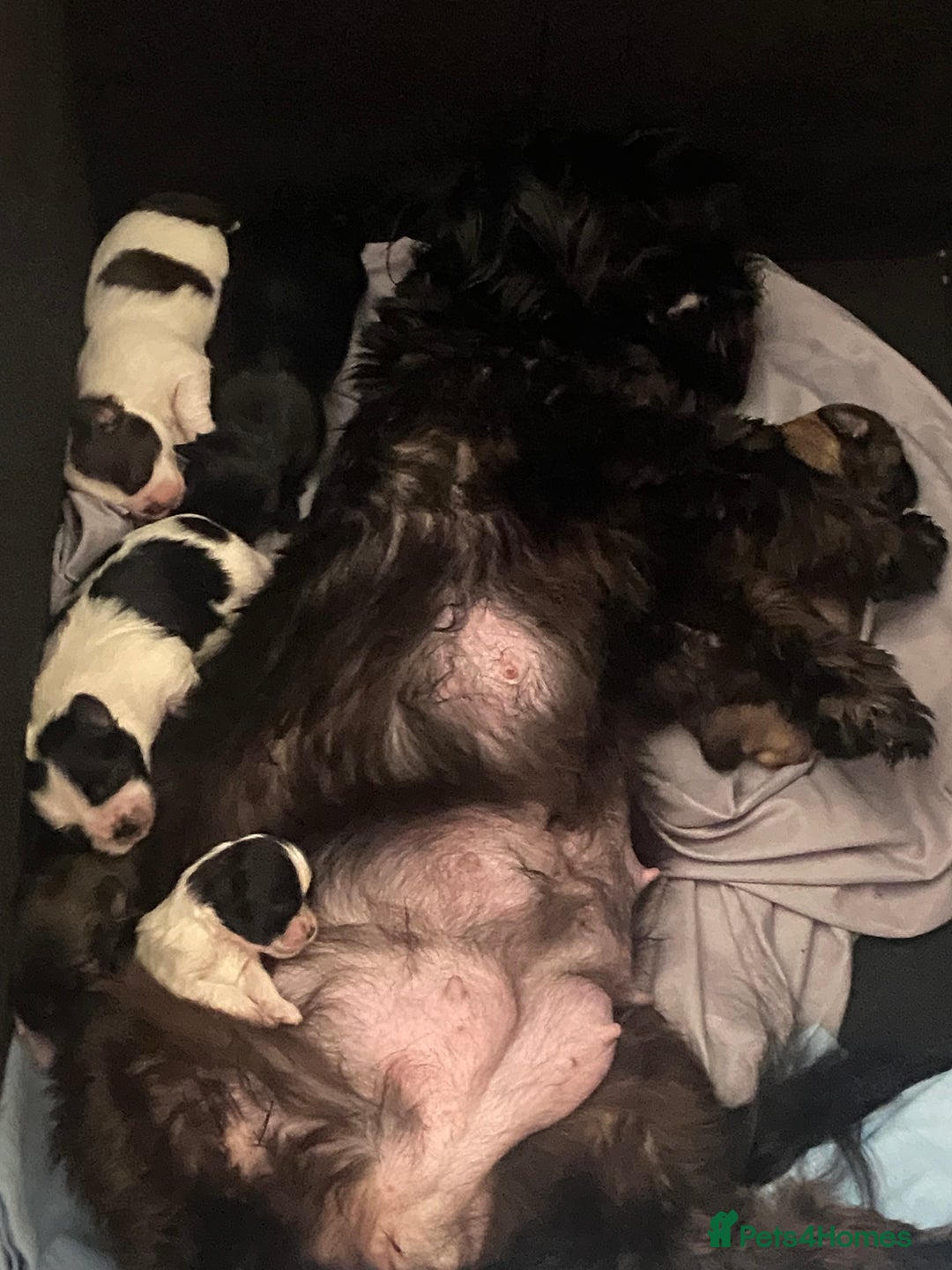 Shih Tzu dogs for sale: Shih tzus puppy for sale - Image 12