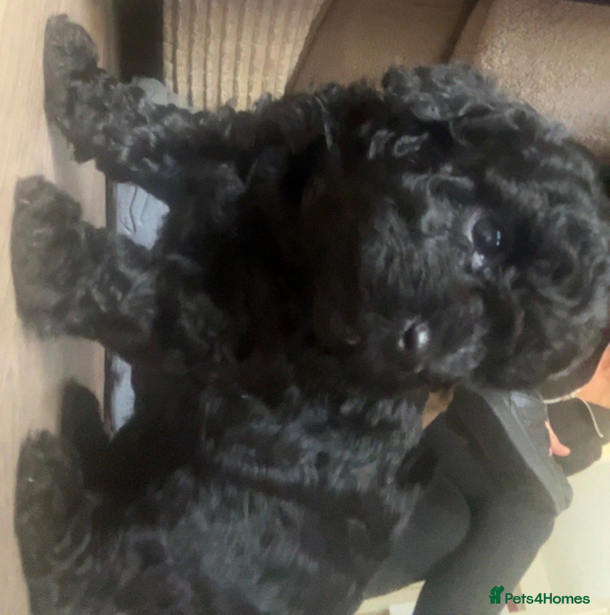 Lhasapoo dogs 🐾 GORGEOUS LHASAPOO PUPPIES  🐾 - Advert 1