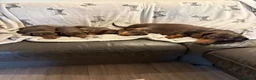 Dachshund dogs for sale: Miniature Dachshund Smooth Haired Dachshunds' - Advert 12