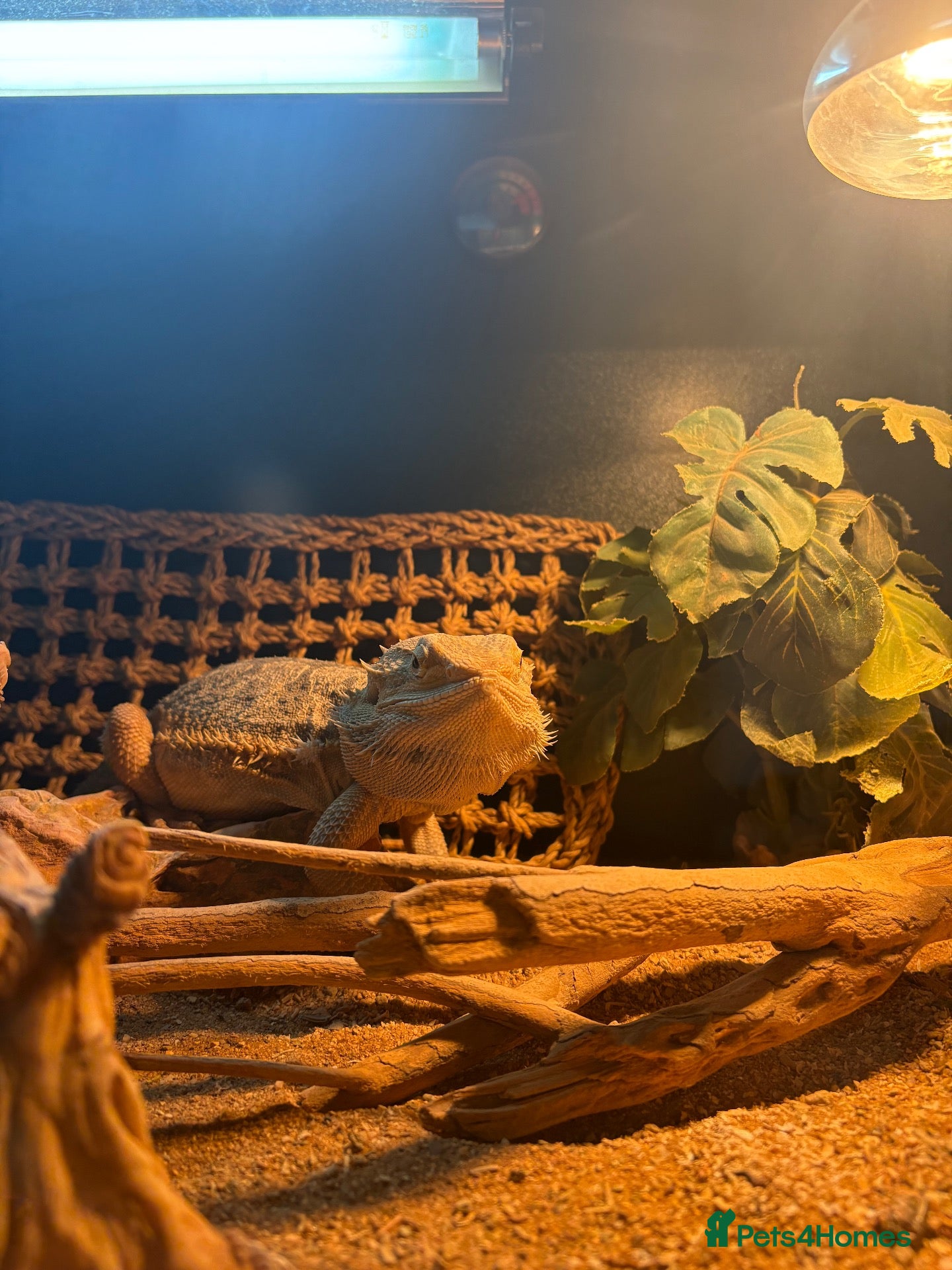 Bearded Dragon reptiles Name: rocco  - Advert 2