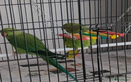Parrots birds for sale: LOVELY PARR0TS WITH CAGE - Image 7