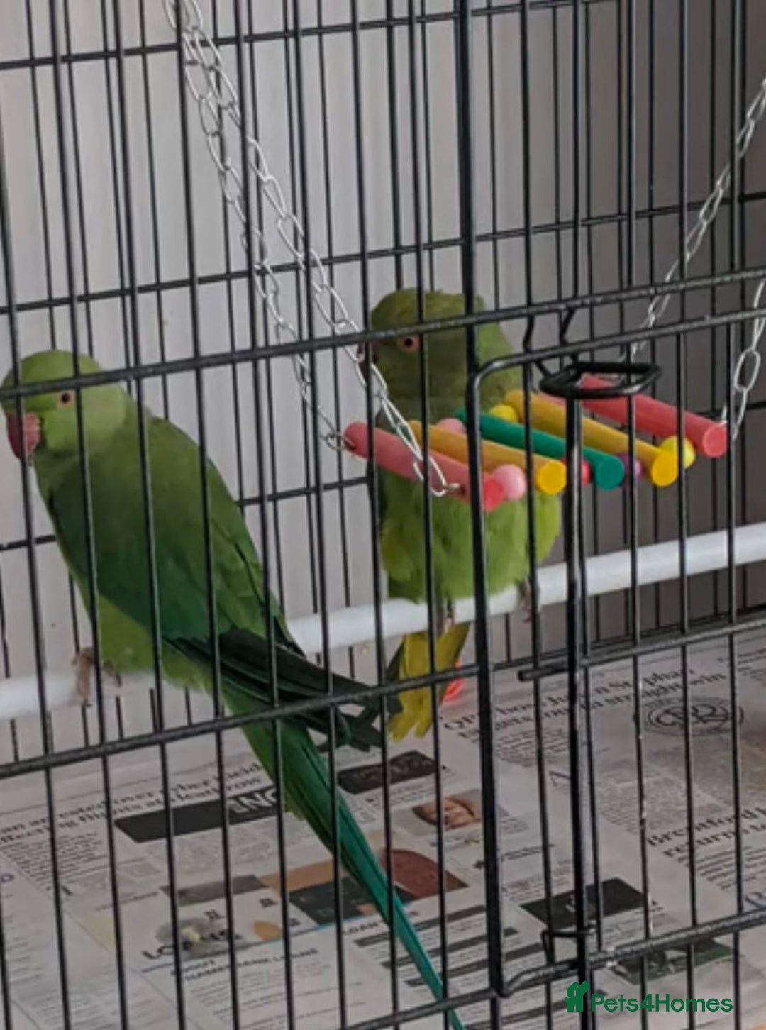 Parrots birds for sale: LOVELY PARR0TS WITH CAGE - Image 7