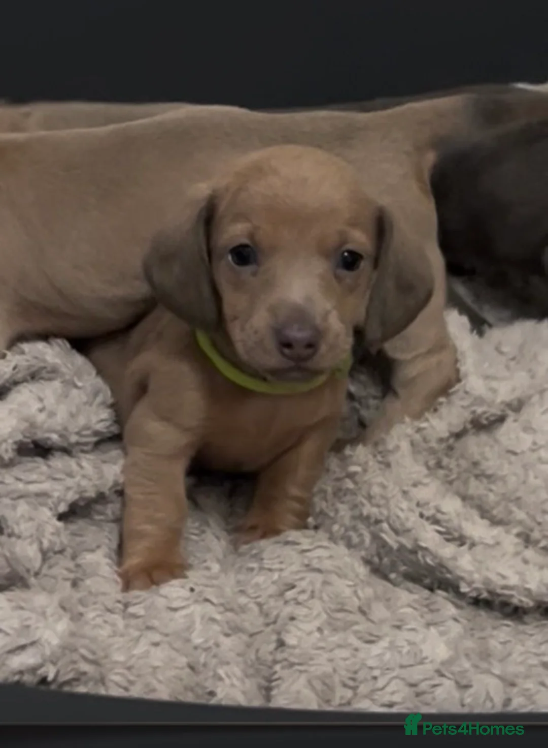 Miniature Dachshund dogs for sale: Tiny Kaninchen dachshunds  - Advert 18