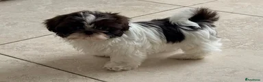 Shih Tzu Puppy 3