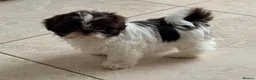 Shih Tzu dogs for sale: Imperial shih tzu puppies  - Advert 5