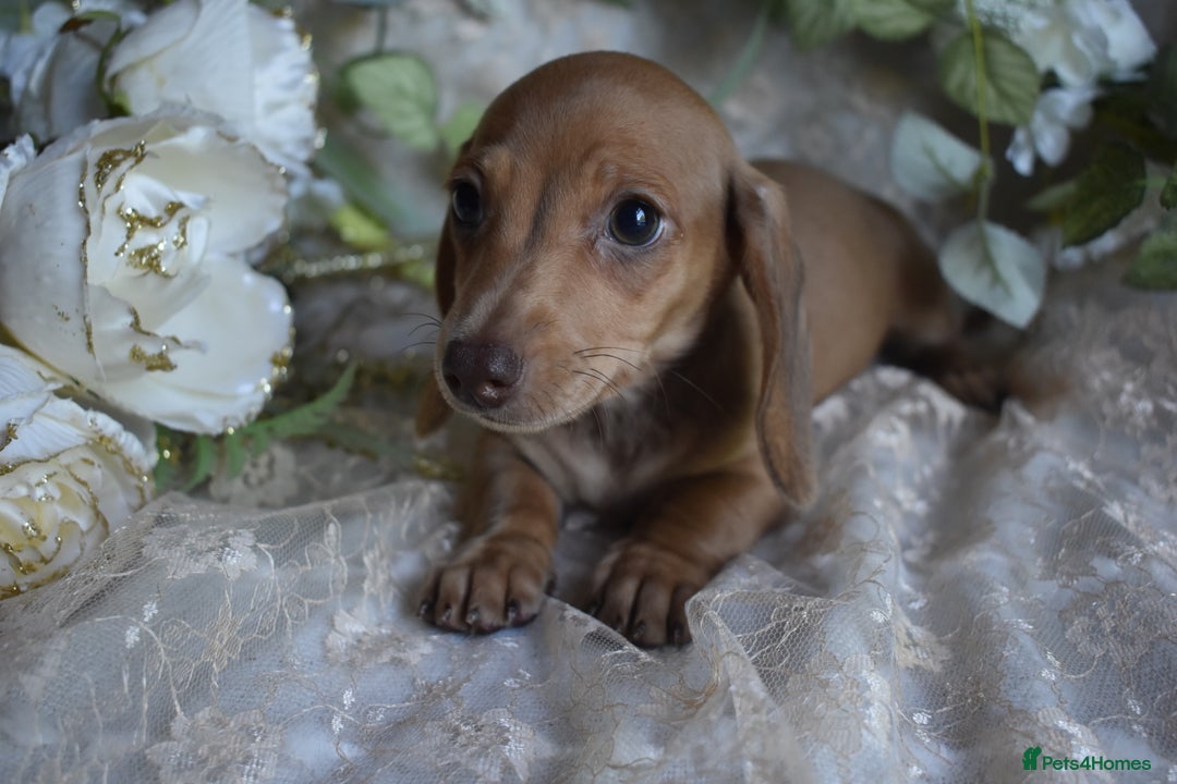 Miniature Dachshund dogs for sale: KC Smooth Coat Miniature Dachshund Puppies - Image 10