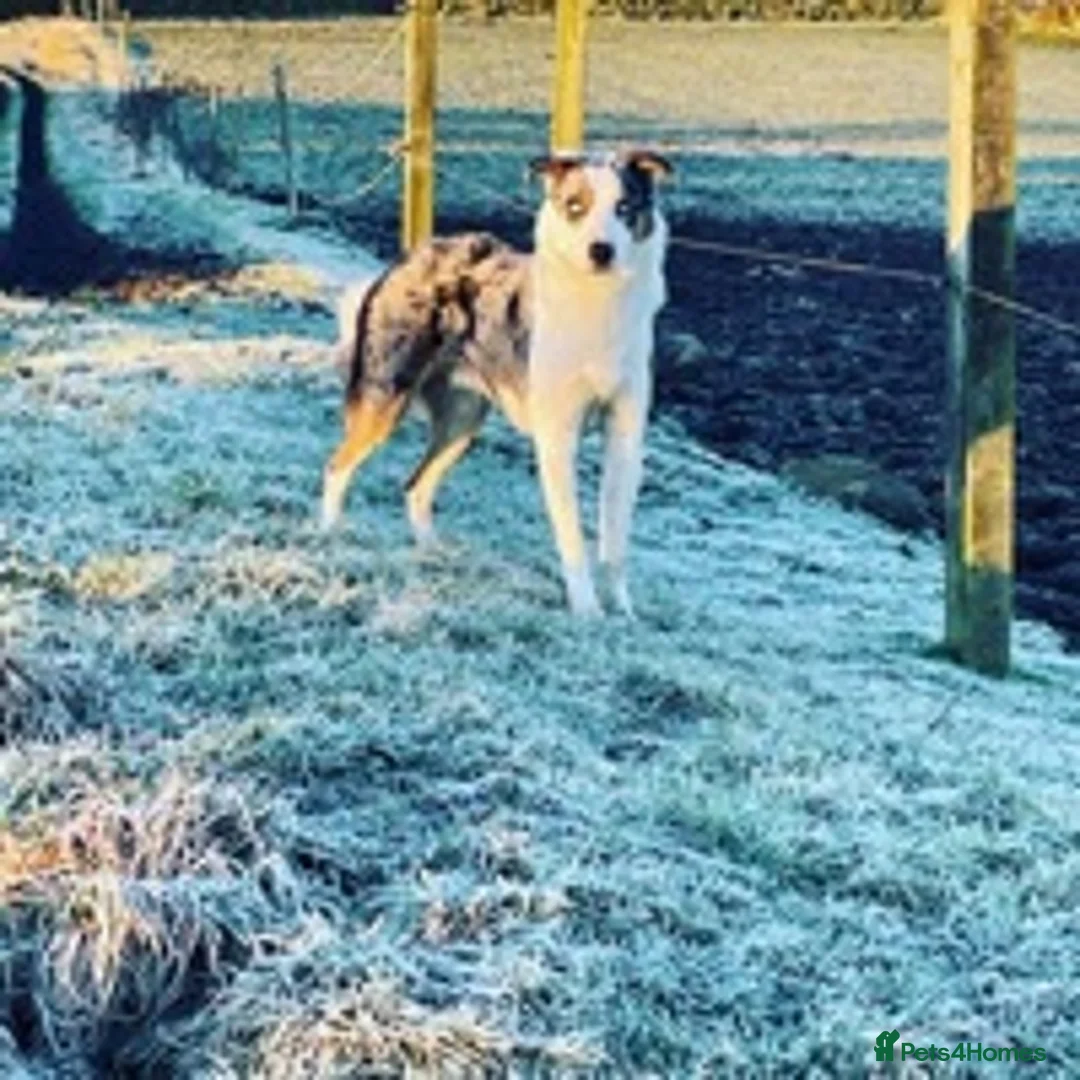 Border Collie dogs for stud: (provide) tr blue Merle border collie  in Otley - Advert 4