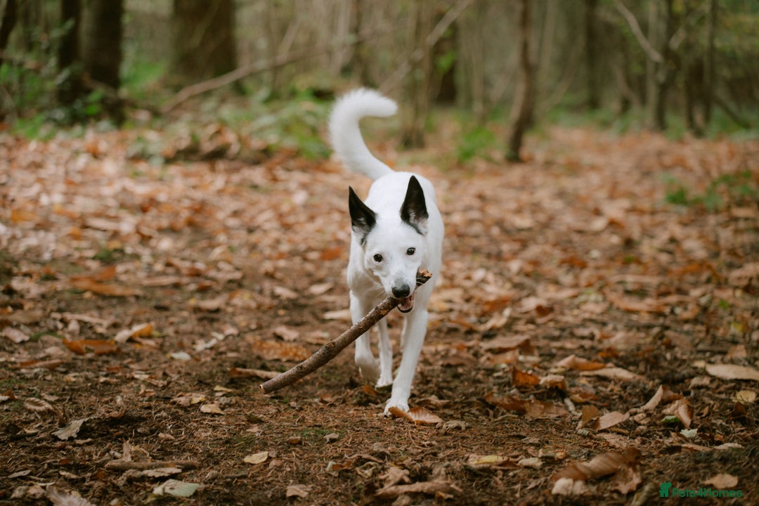 Border Collie dogs for sale: Koda is looking for her new home - Advert 1