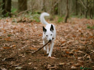 Border Collie dogs Koda is looking for her new home - Advert 7