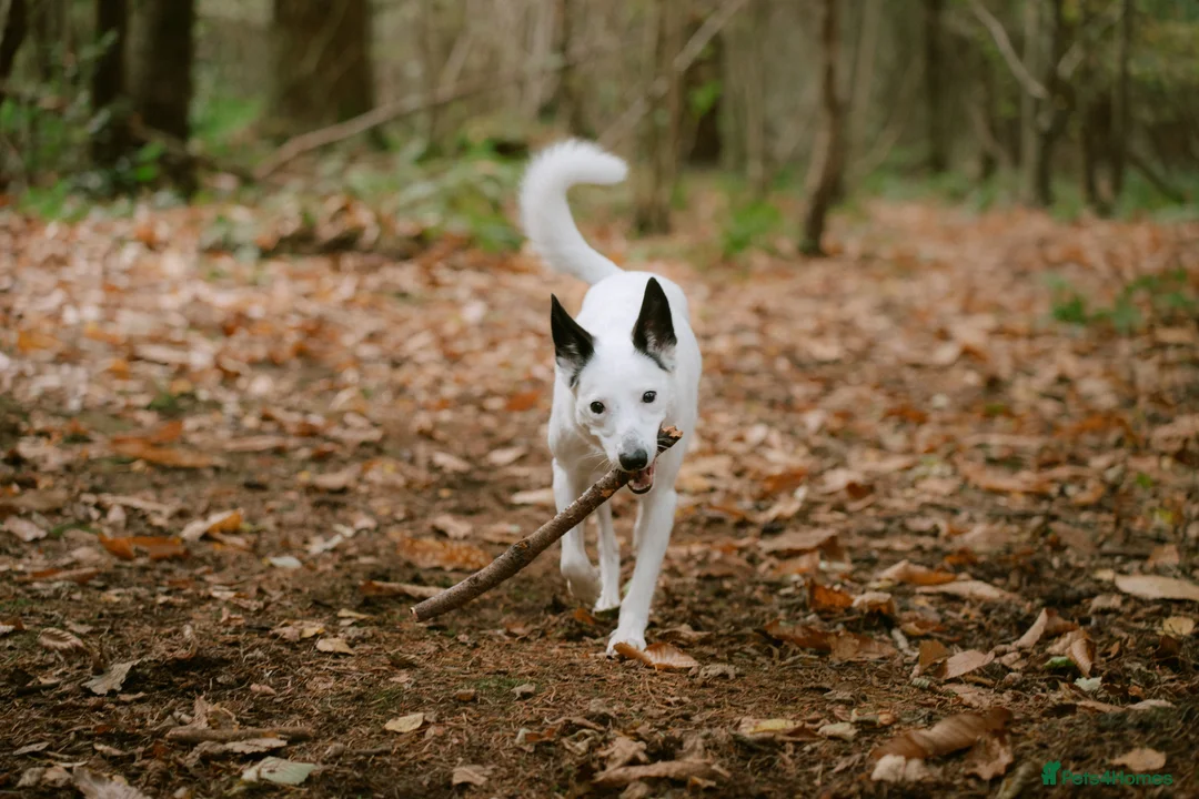 Border Collie dogs for sale: Koda is looking for her new home - Advert 1