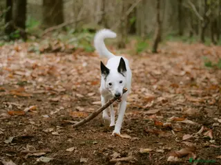 Border Collie dogs Koda is looking for her new home - Advert 1